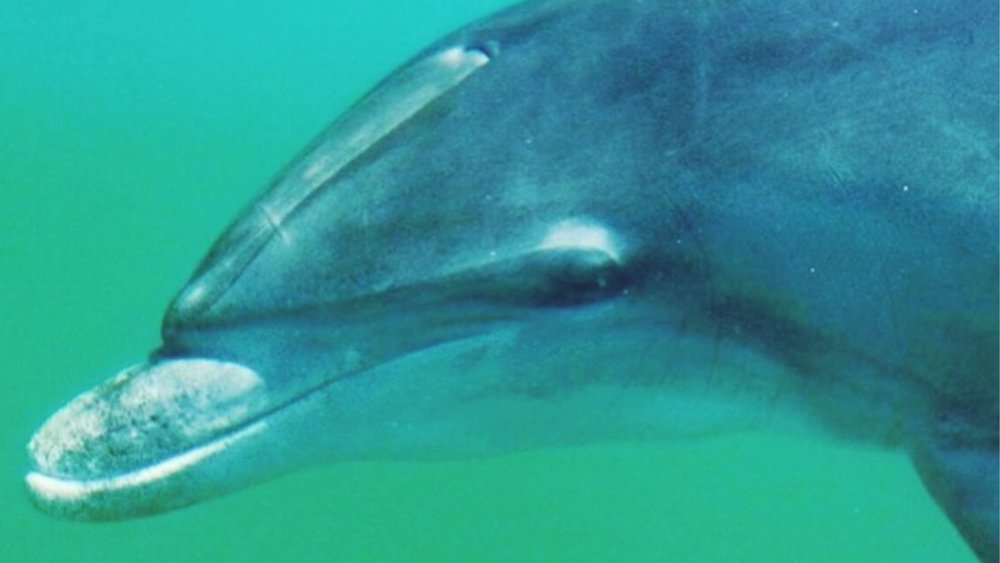 Take pics of the dolphins from the boat! Image credit: @moonshadowtqc on Instagram
