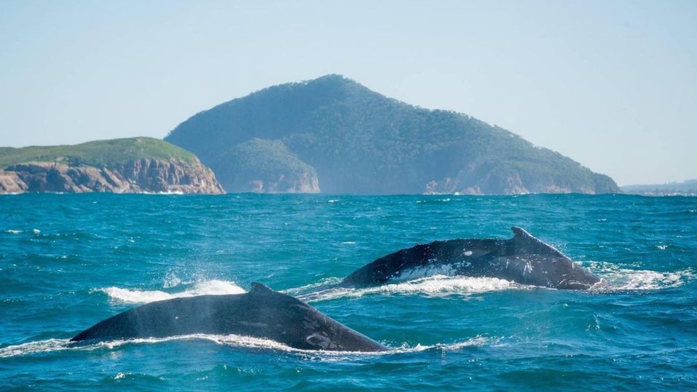 See how the majestic whales make their way through Port Stephens. Image credit: @moonshadowtqc on Instagram