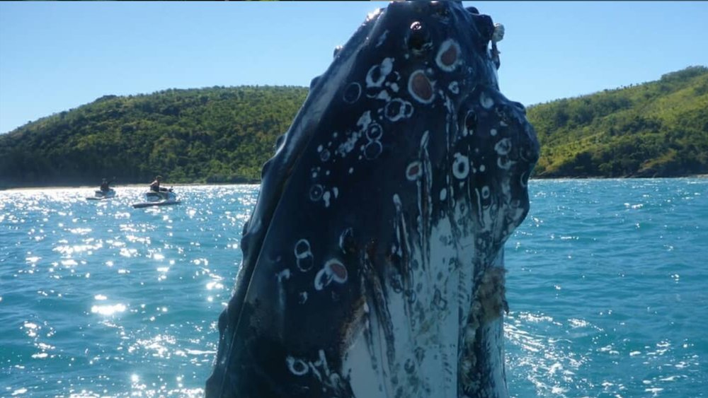 Watch out for majestic whales on your holiday at the Whitsundays Credit: @whitsundayjetskitours