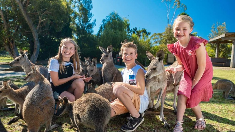 Strike a pose with a mob of roos at the zoo!
