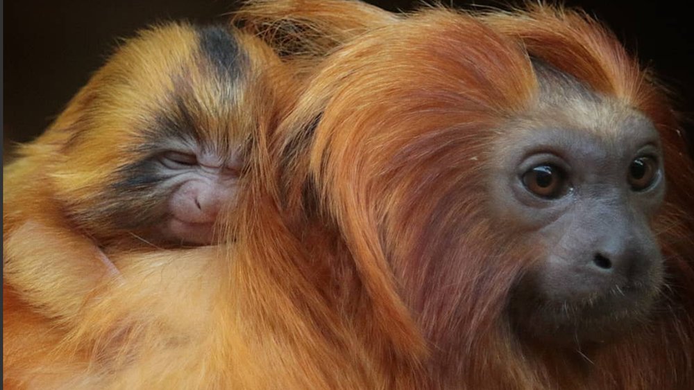 Explore the entire park and encounter all sorts of animals Image credit: @mel77rob on Instagram