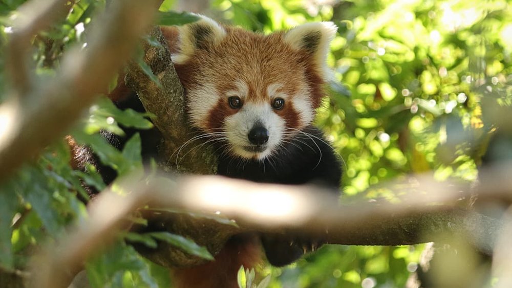 Marvel at cute red pandas at the zoo. Image credit: @mel77rob on Instagram