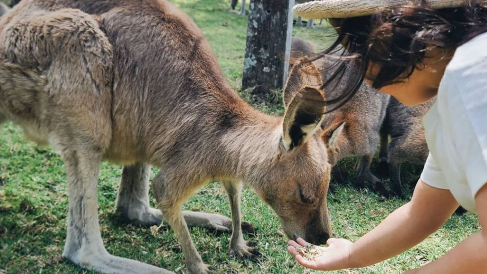 Is there anything better than seeing cute kids feed cute joeys? Image credit: @vjey on Instagram