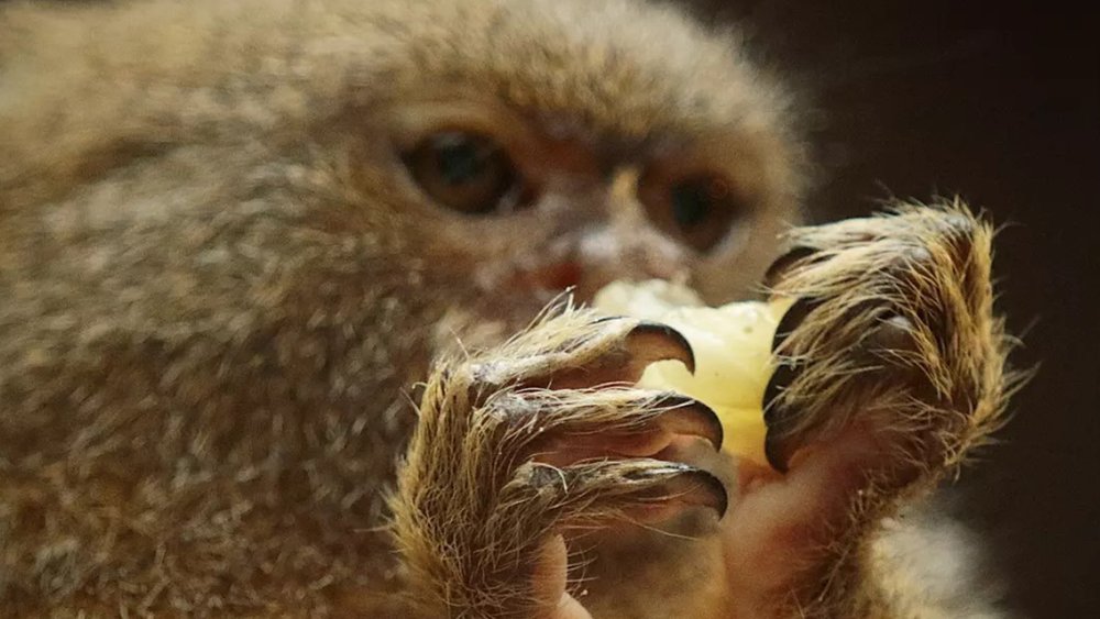 See the most adorable creatures get their snack on at Symbio Image credit: @mel77rob on Instagram