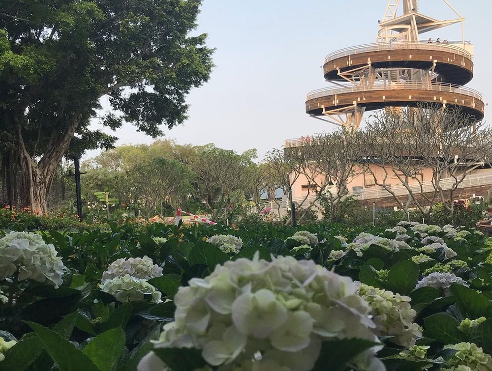 特定季節下,大埔海濱公園會種滿繡球花(Instagram @potato.1223)