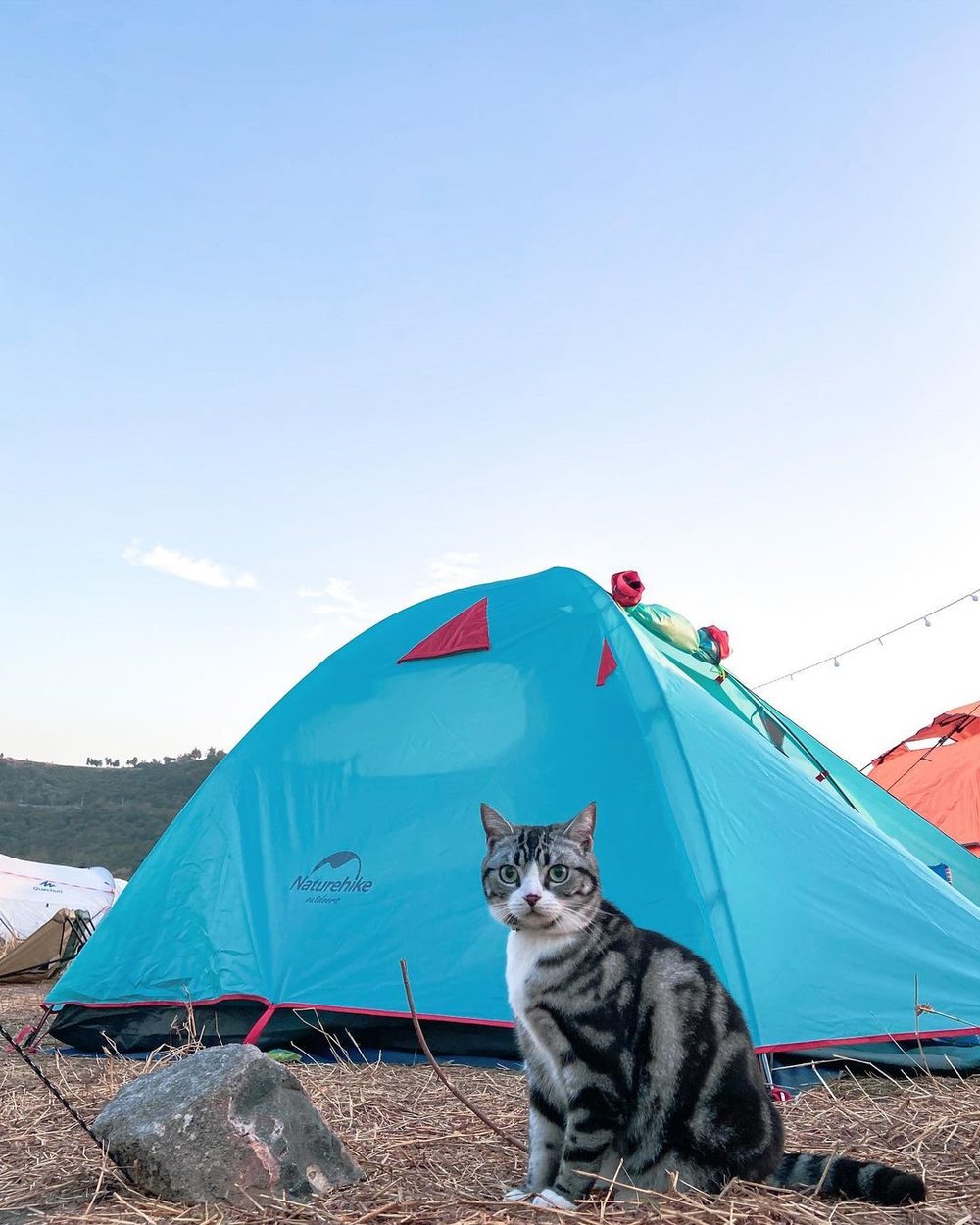 貓貓也喜歡去露營。(Instagram @ maru.catttt)