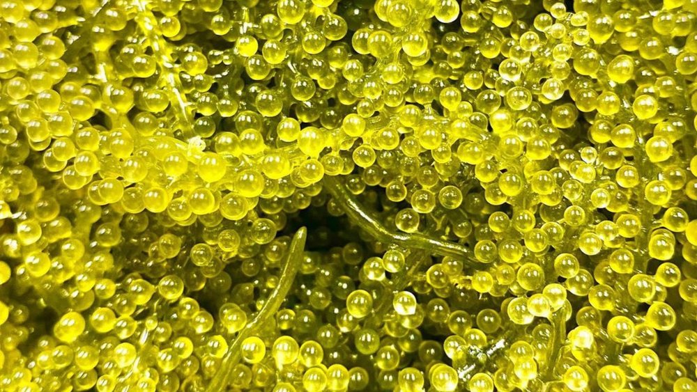 Seagrapes look tasty, don’t they? Image credits: @sushi_chef.hiro on Instagram