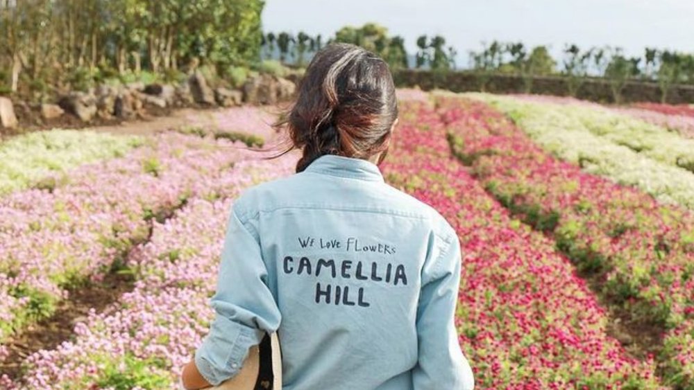 The bright Camellias make for a beautiful backdrop for your photos! Image credits @camelliahilljeju_ on Instagram