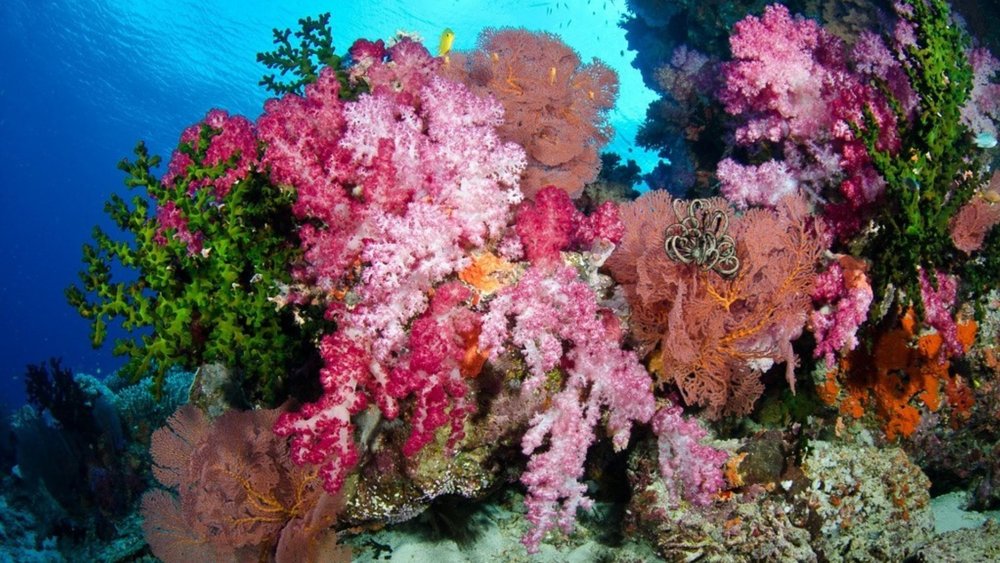 Exquisite corals of the ocean. Image credits - @bluewaterphototravel on Instagram