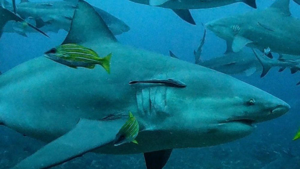 The stories you could from Beqa Island. Image credits - @amyksheldon on Instagram