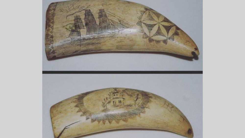 Rare and Scrimshaw from the Museum. Image credits - @fijimuseum on Instagram