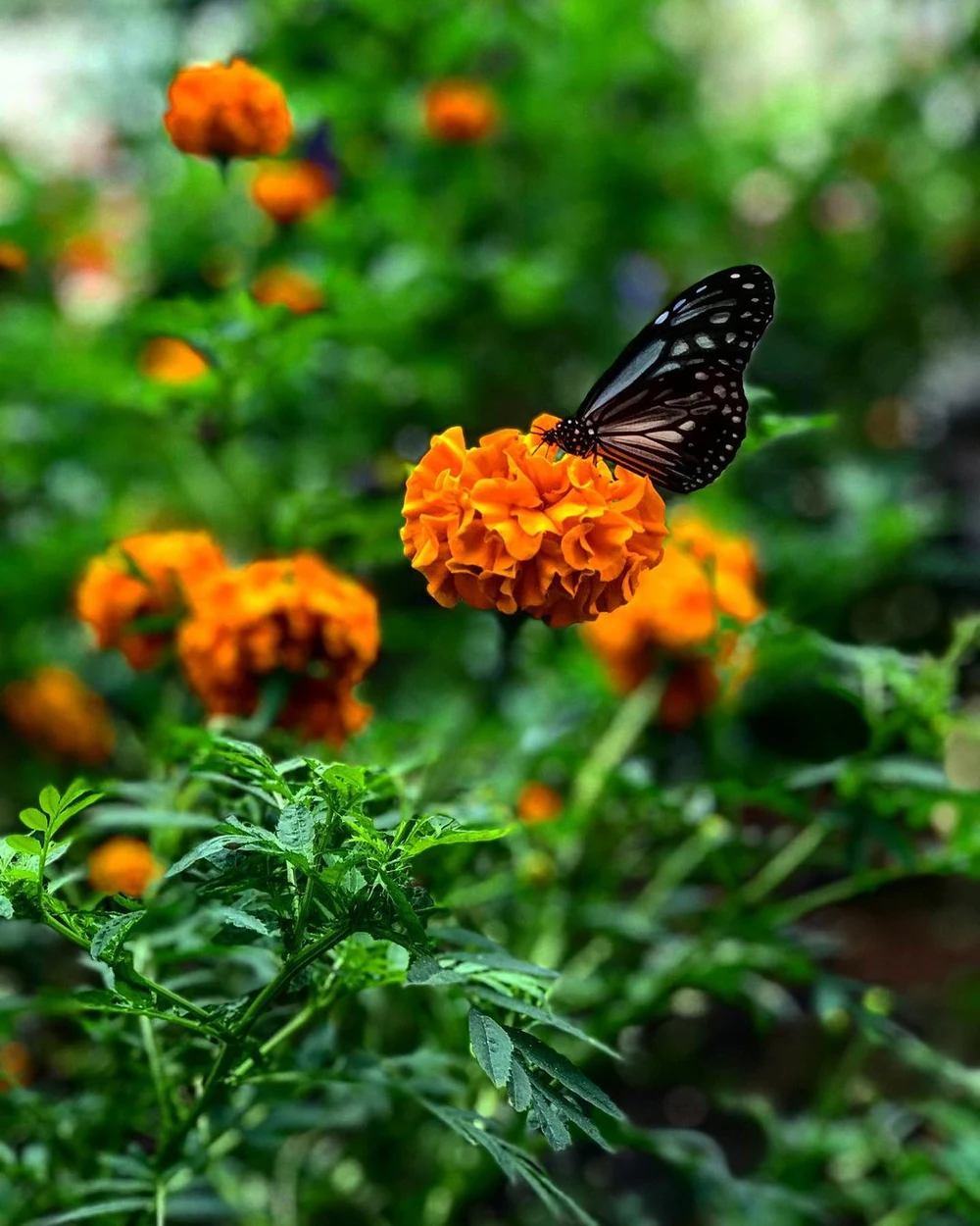 butterfly farm butterfly garden cameron highlands