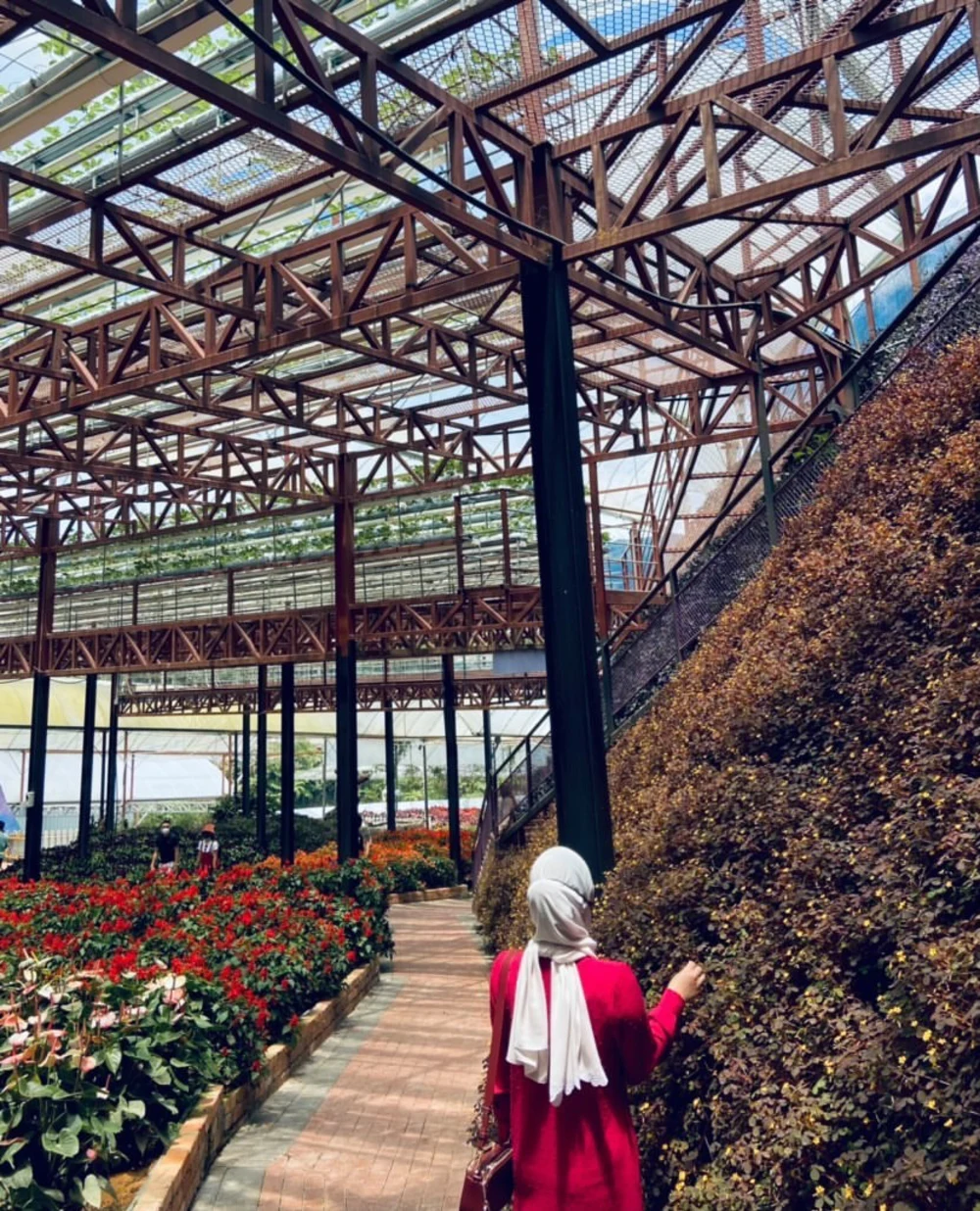 cameron highlands lavender garden