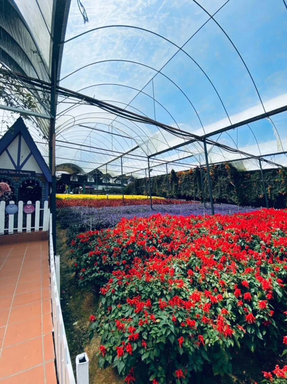 cameron highlands lavender garden