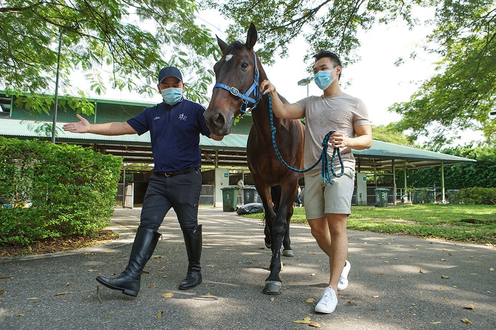 Horses Grooming Session at Singapore Turf Club Riding Centre
