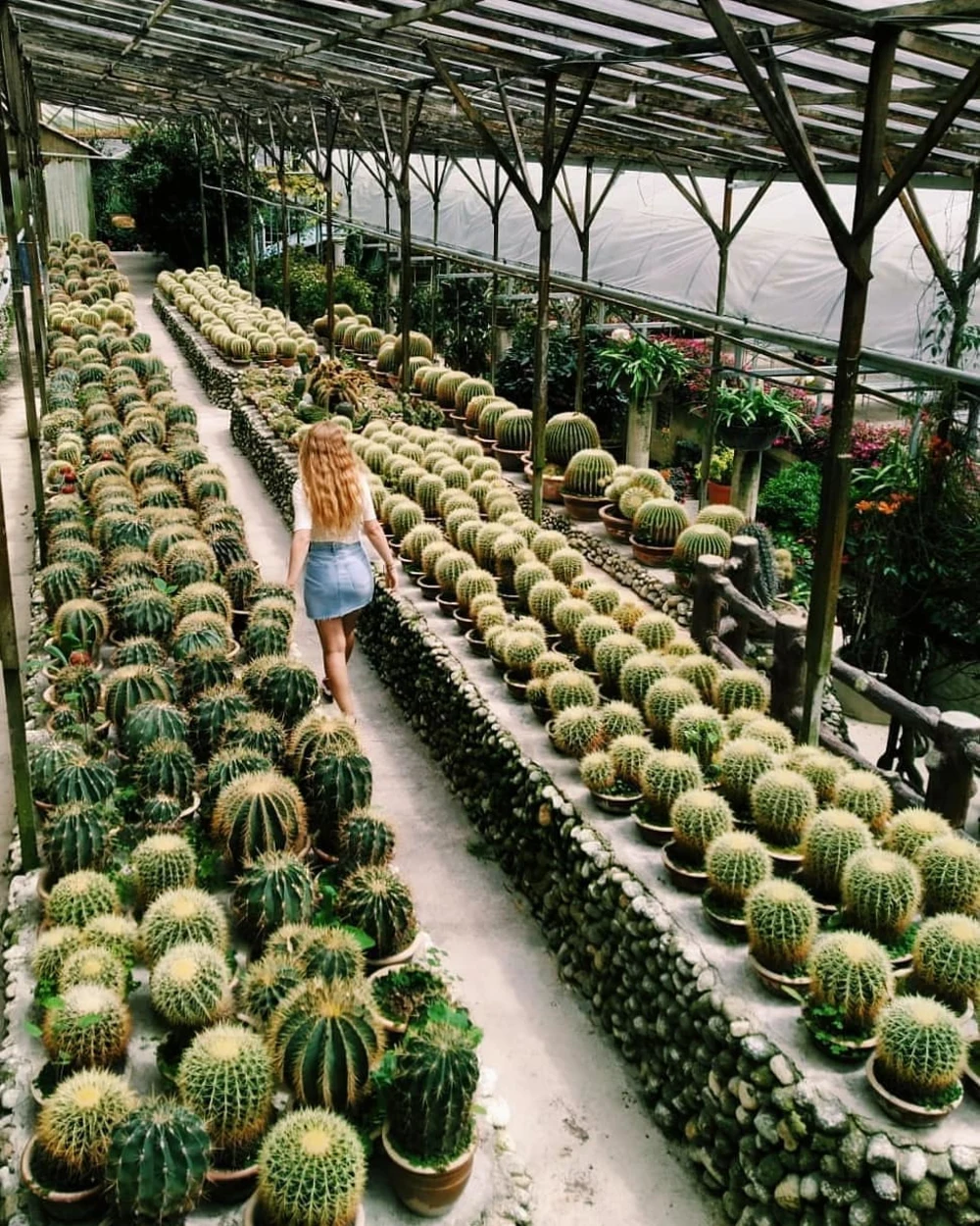 cameron highlands cactus point valley