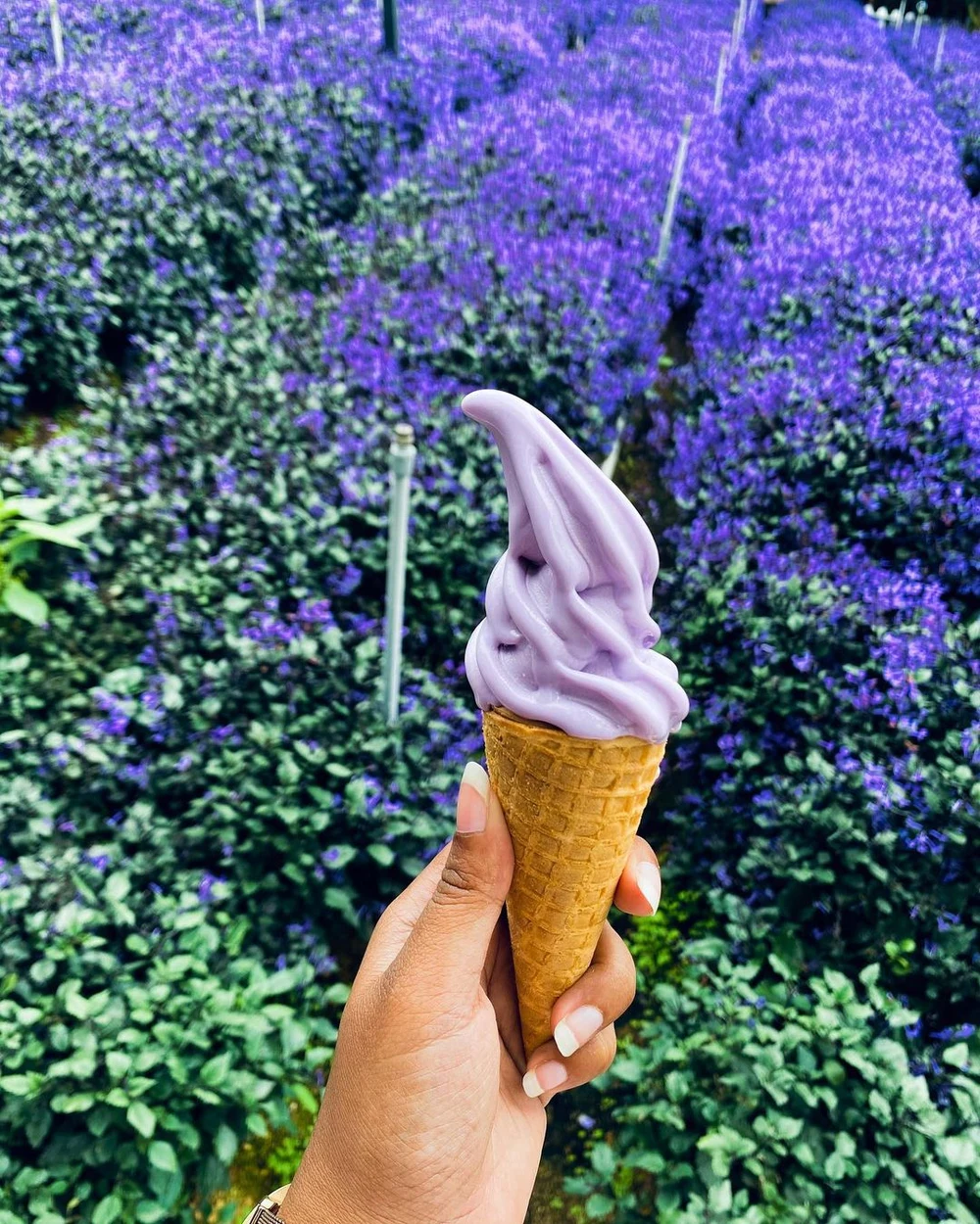 lavender garden cameron highlands