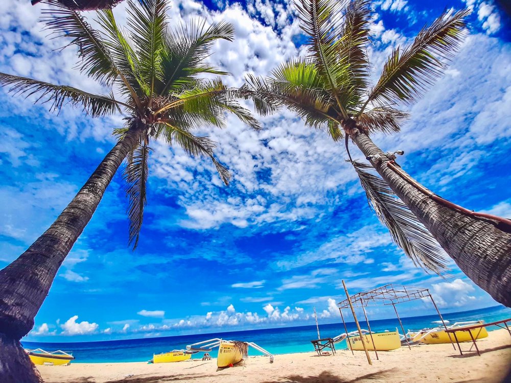 palm trees against blue sky