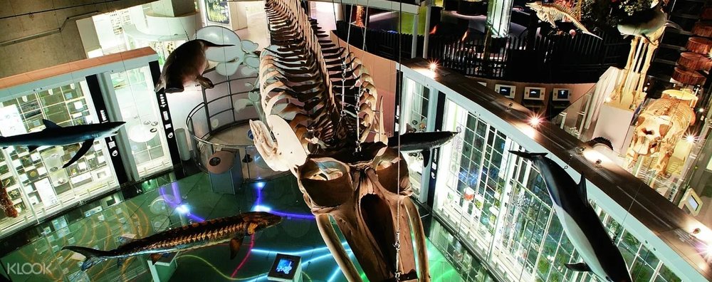 38549 National Museum Nature Science 上野国立科学博物館　屋内