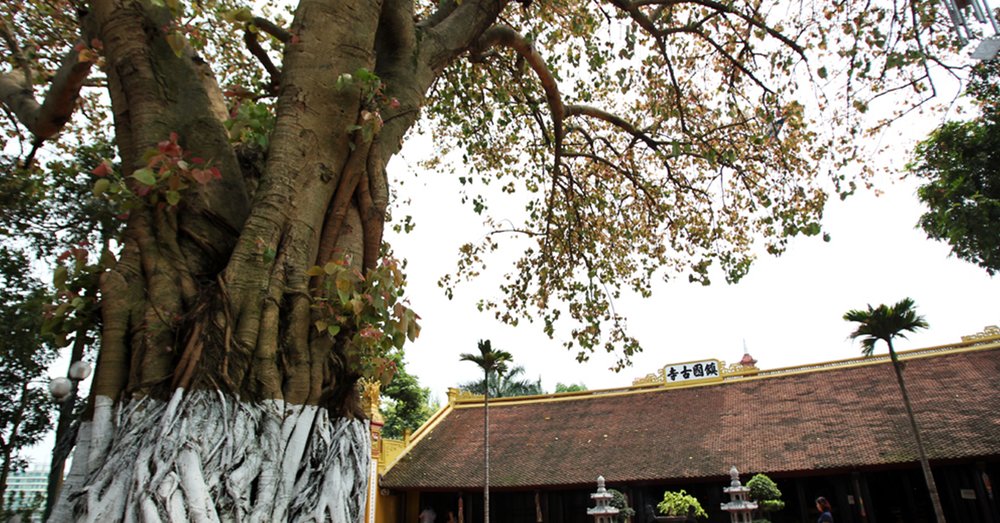Cây Bồ Đề Ở Chùa Trấn Quốc