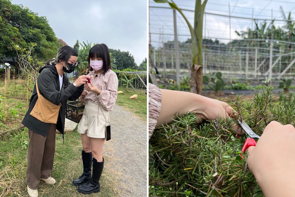 自然圈農事體驗：採集香草