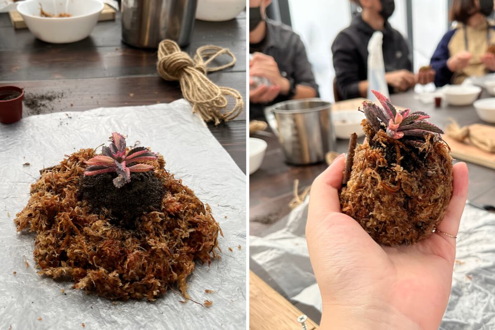 自然圈農場苔球製作