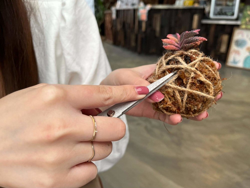 用剪刀將苔球定型