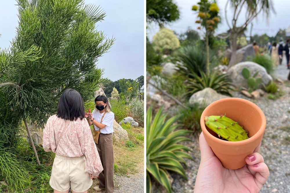 自然圈農場採集植物