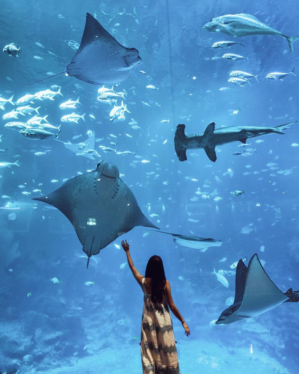 s.e.a. aquarium singapore must visit itinerary guide