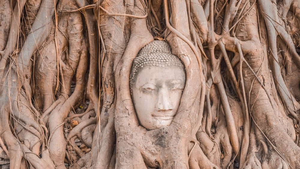 Catch sight of the amazing Buddha’s head. Image credit: Alice on Unsplash