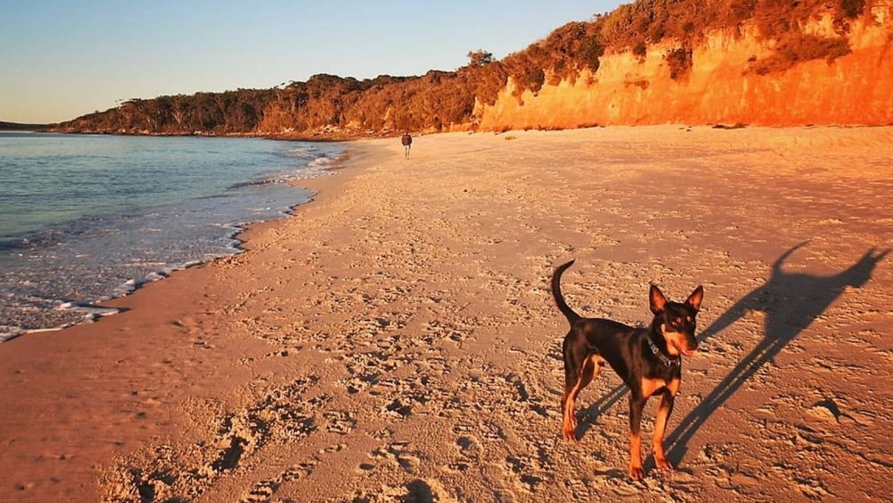 Bring your paw pals to Nelsons Beach. Image credits: @micksamsonphoto on Instagram