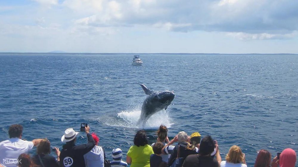 Catch humpbacks and other whale species on their annual migration route