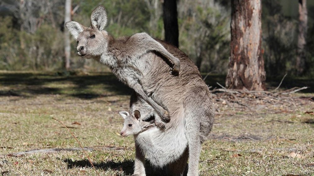 Spot adorable roos and their joeys at Booderee. Image credit: @seebooderee on Instagram