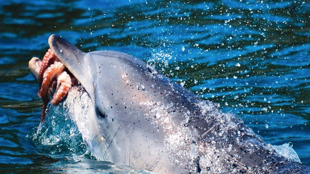 If you’re lucky, you’ll see dolphins catch and eat their food during the cruise. Image credit: @jervisbaywild on Instagram