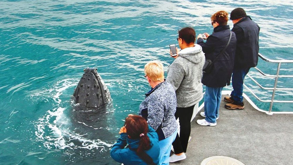 Take photos of the majestic whales up close. Image credit: @jervisbaywild on Instagram