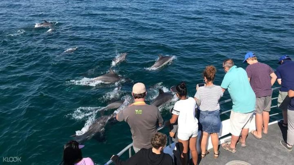 Spot hundreds of Bottlenose Dolphins in their natural habitat!