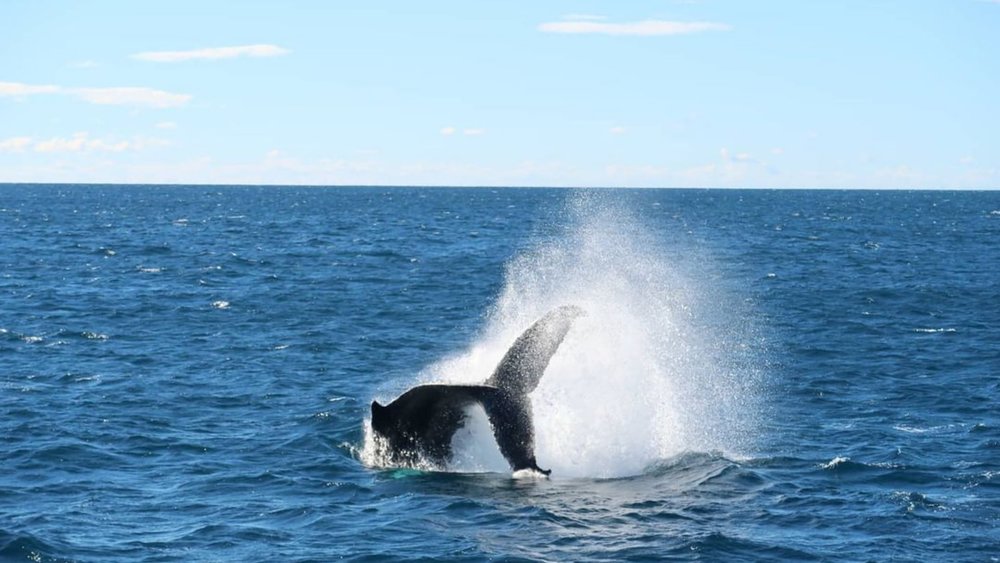 Keep your eyes peeled for whales breaching! Image credits: @mariapaterson61 on Instagram