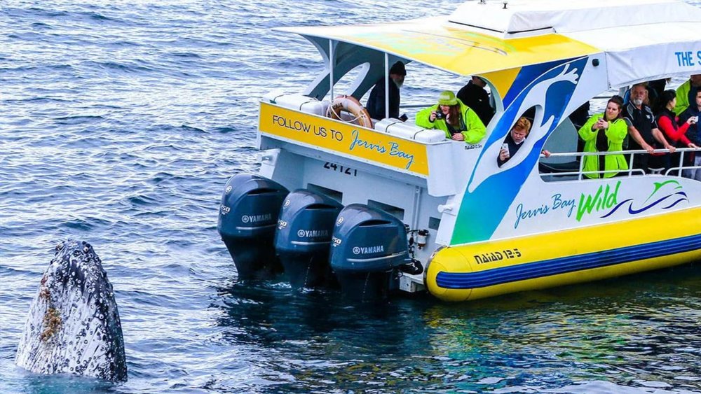 Humpbacks are known for their playful nature, so one might play with your cruise boat!