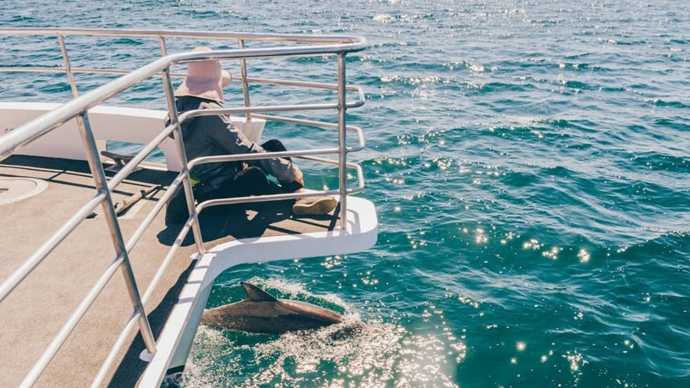 Over 100 bottlenose dolphins call Jervis Bay their home. You might spot one on your dolphin cruise! Image credits: @flightsandlights on Instagram