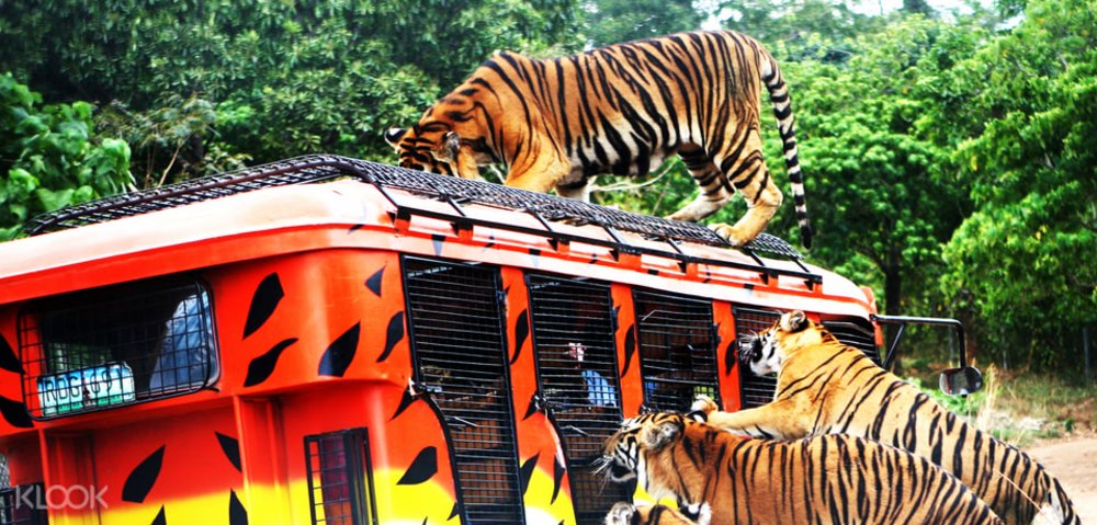 tigers leaping at caged tourist van