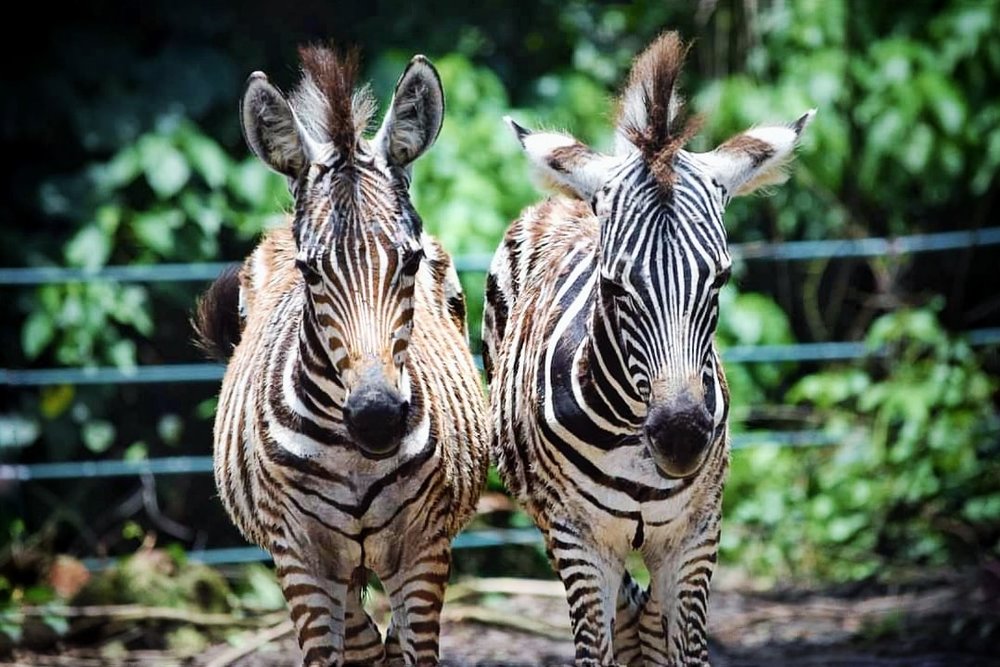 two zebras facing front