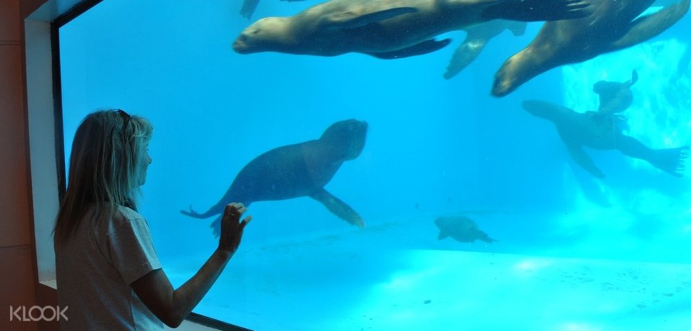 woman looking at seals inside glass aquarium