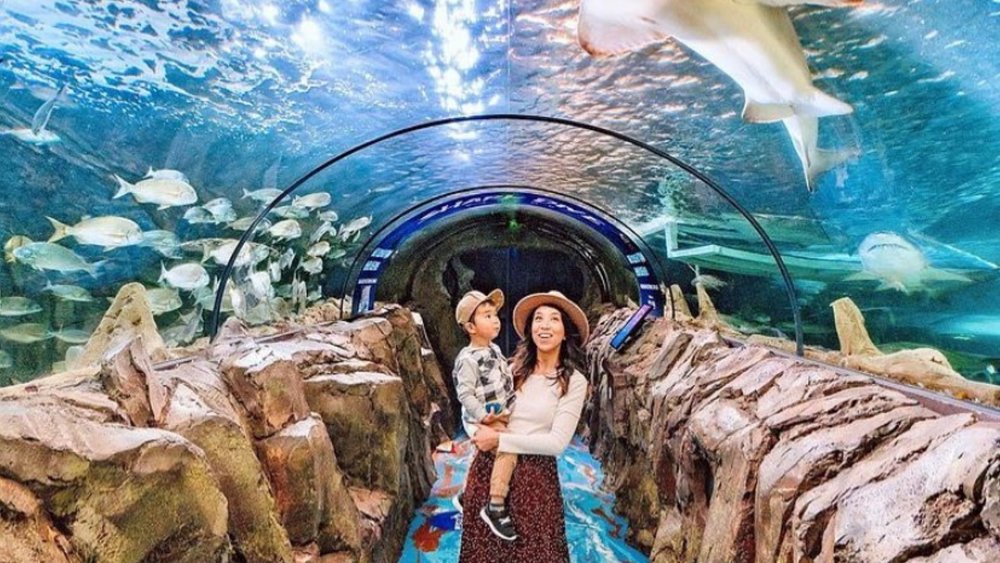 Visiting SEA LIFE Sydney Aquarium is one of the best things to do in Sydney! Image credits @sealifesydneyaquarium on Instagram
