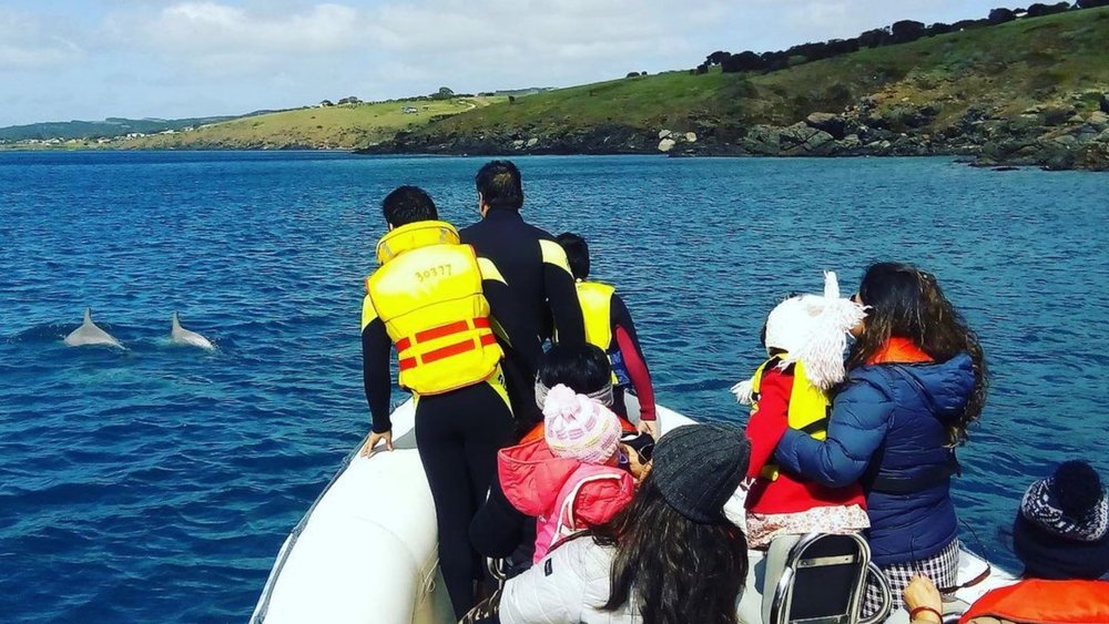 Ride a boat along the Kangaroo Island coastline to meet beautiful marine creatures. Image credits @kioceansafari on Instagram