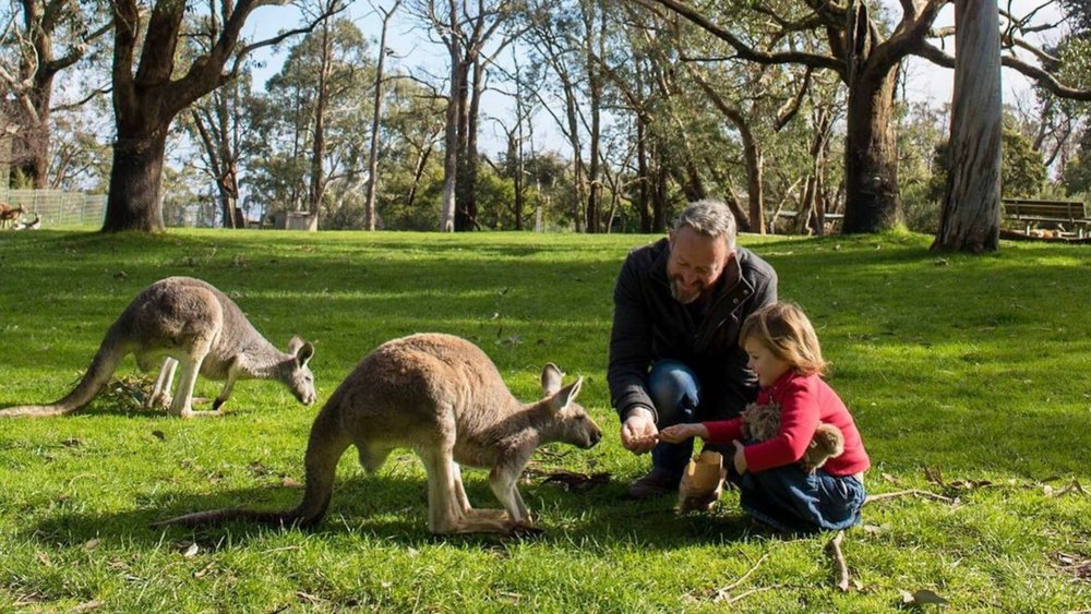 Meet the kangaroos of Cleland Wildlife Park. Image credits @clelandwildlifepark on Instagram