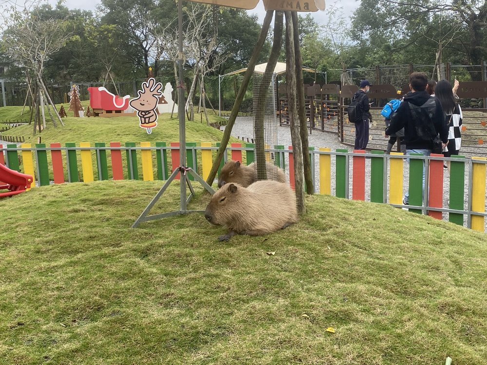 宜蘭班比山丘水豚君