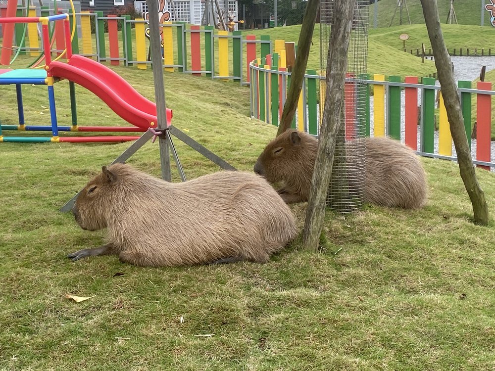 宜蘭班比山丘水豚