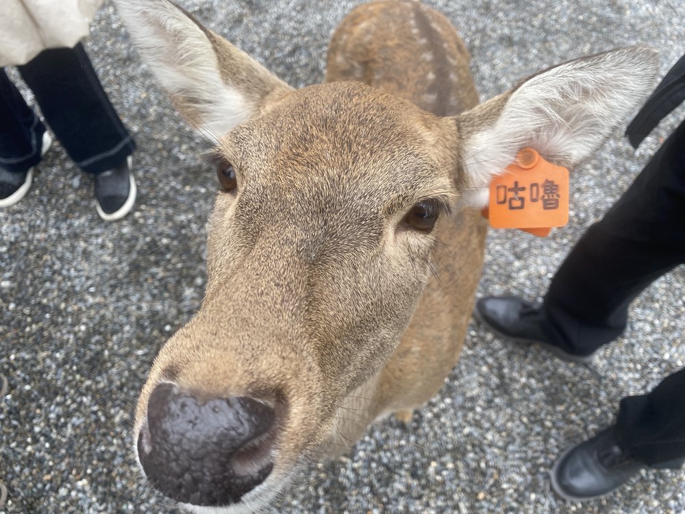 宜蘭班比山丘小鹿
