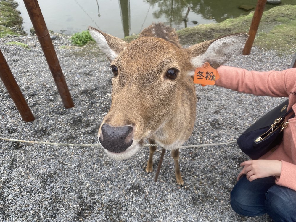 宜蘭班比山丘小鹿互動
