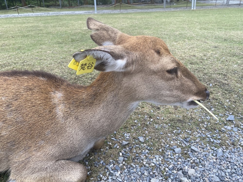 宜蘭班比山丘小鹿餵食